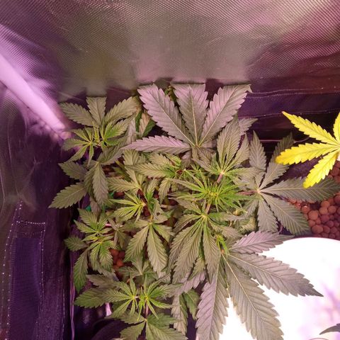 Cookie Crisp growlog timeline photo