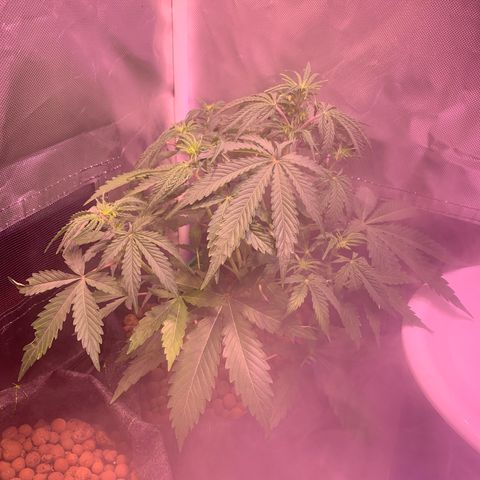 Cookie Crisp growlog timeline photo