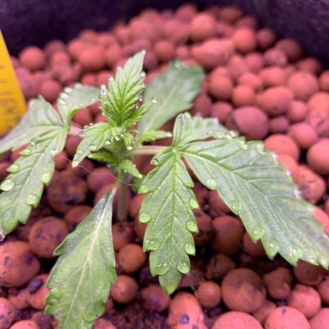 Buzz Lightyear growlog timeline photo
