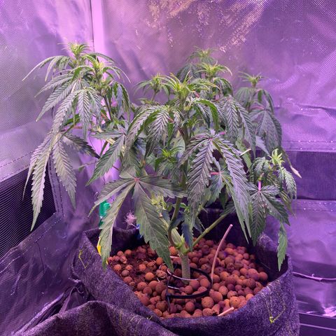 Cookie Crisp growlog timeline photo