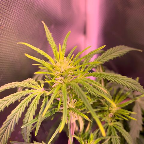 Cookie Crisp growlog timeline photo