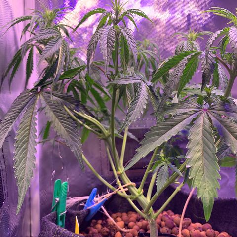 Cookie Crisp growlog timeline photo