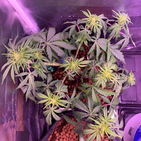 Cookie Crisp growlog timeline photo