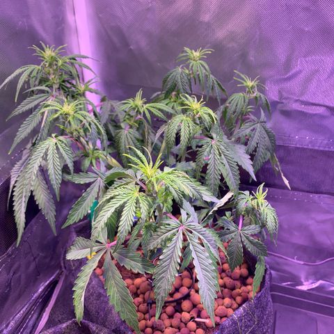 Cookie Crisp growlog timeline photo