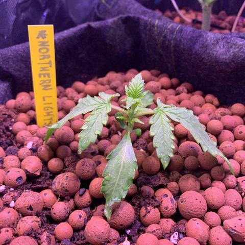 Buzz Lightyear growlog timeline photo