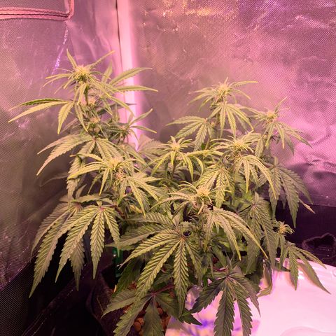 Cookie Crisp growlog timeline photo