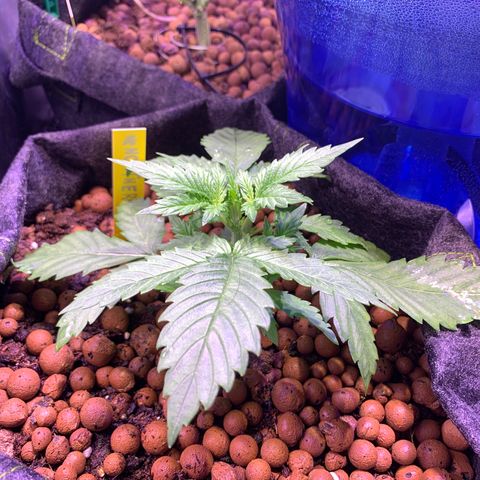 Buzz Lightyear growlog timeline photo