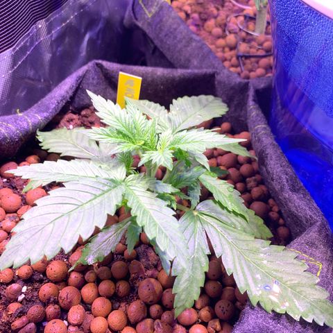 Rockford  growlog timeline photo