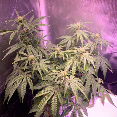 Rockford  growlog timeline photo