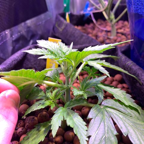 Buzz Lightyear growlog timeline photo