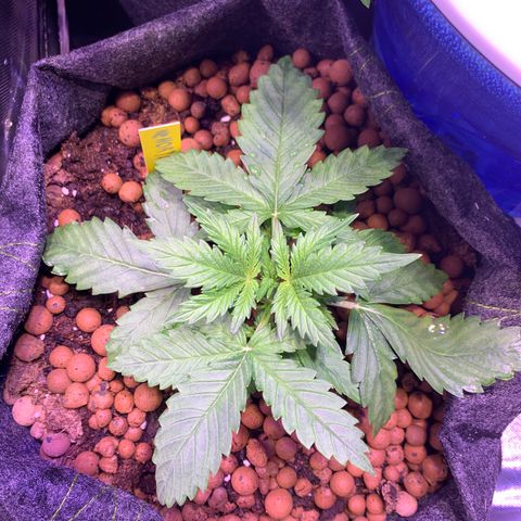 Buzz Lightyear growlog timeline photo