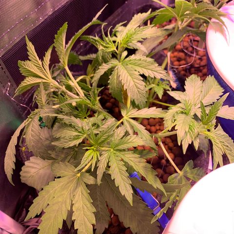 Buzz Lightyear growlog timeline photo