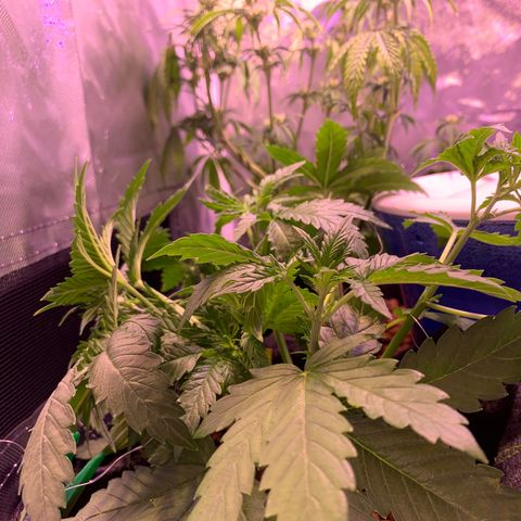 Buzz Lightyear growlog timeline photo