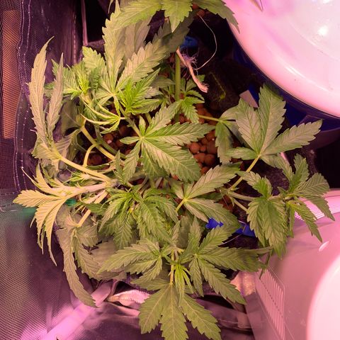 Buzz Lightyear growlog timeline photo