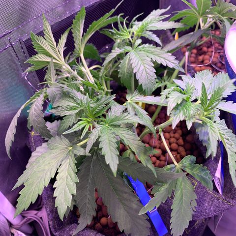 Buzz Lightyear growlog timeline photo