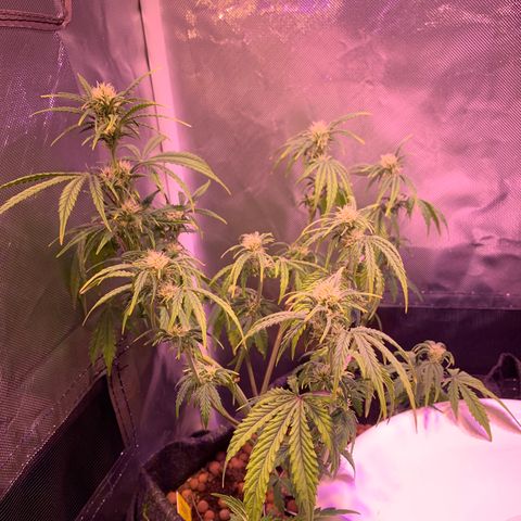 Cookie Crisp growlog timeline photo