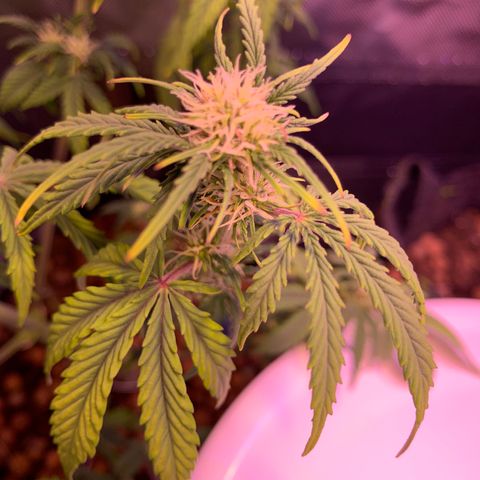 Cookie Crisp growlog timeline photo