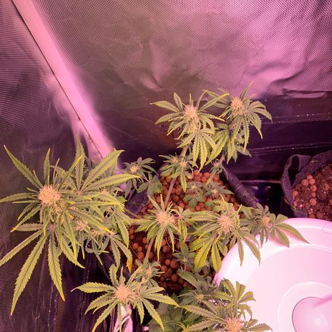 Cookie Crisp growlog timeline photo