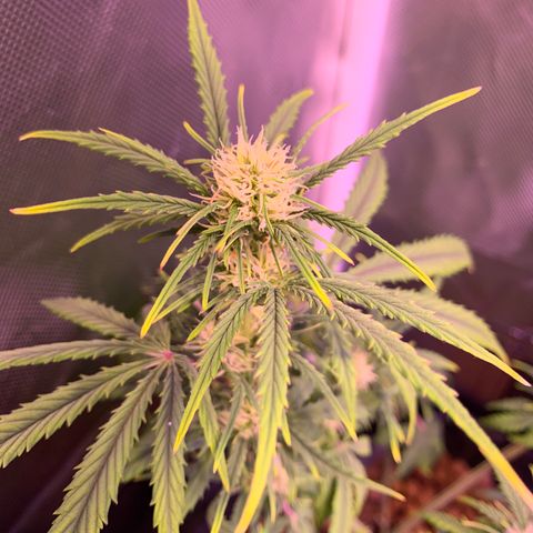 Cookie Crisp growlog timeline photo
