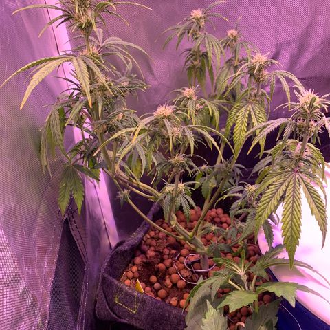 Cookie Crisp growlog timeline photo