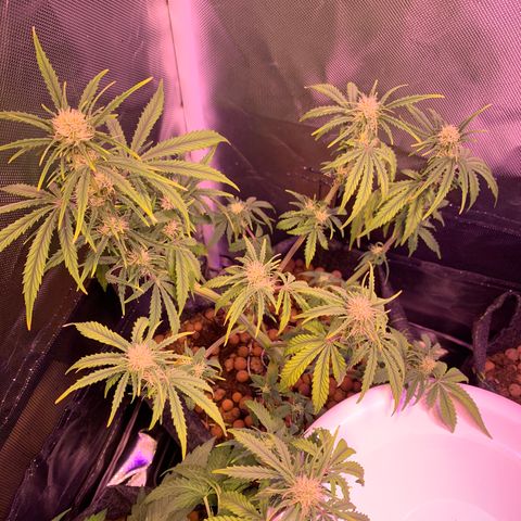 Cookie Crisp growlog timeline photo