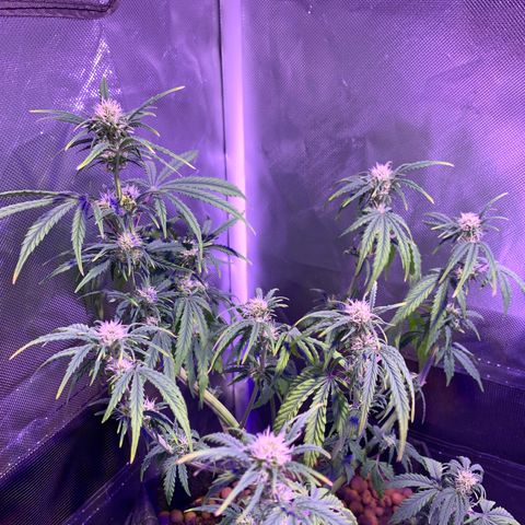 Cookie Crisp growlog timeline photo