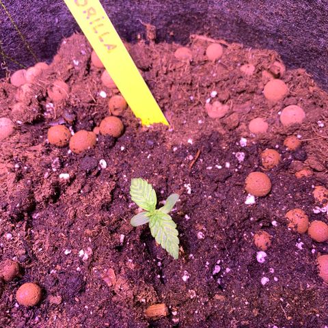Royal Harambe growlog timeline photo
