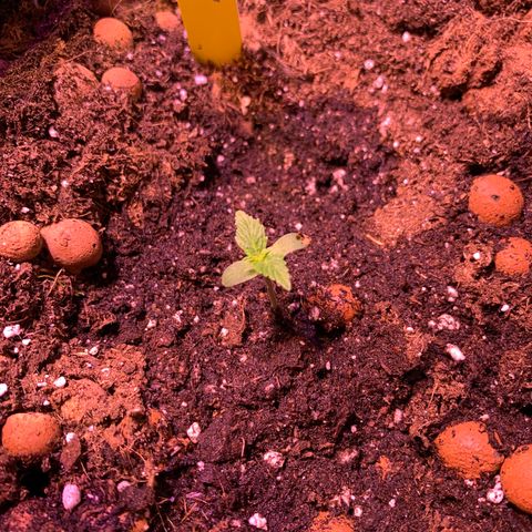 Rockford  growlog timeline photo