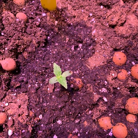 Rockford  growlog timeline photo