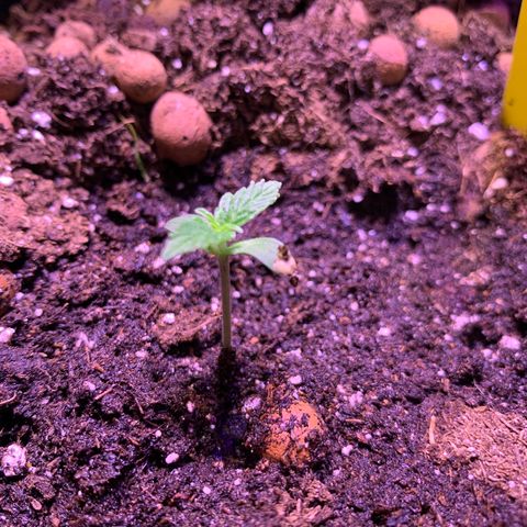 Rockford  growlog timeline photo