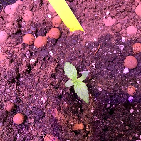 Royal Harambe growlog timeline photo