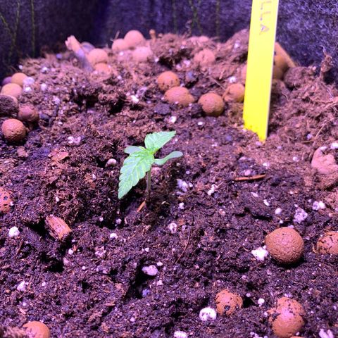 Royal Harambe growlog timeline photo