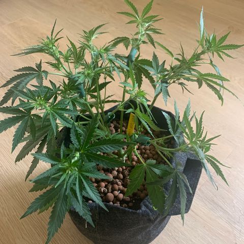 Buzz Lightyear growlog timeline photo