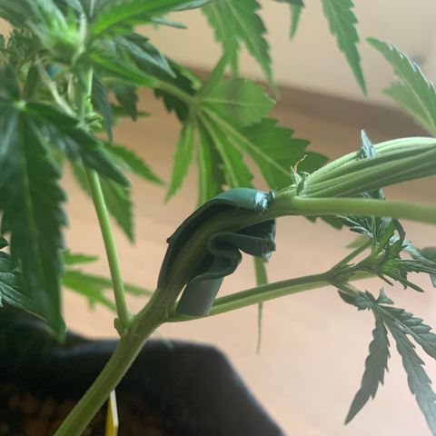 Buzz Lightyear growlog timeline photo
