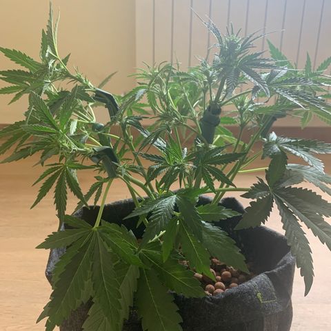 Buzz Lightyear growlog timeline photo