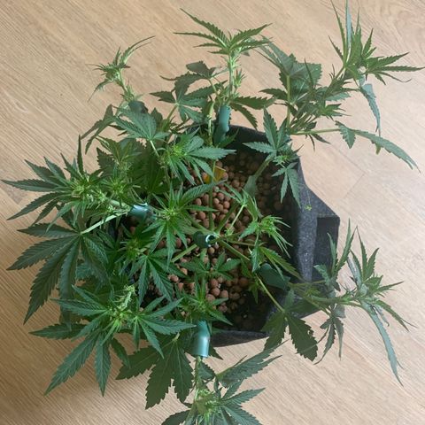 Buzz Lightyear growlog timeline photo