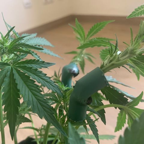 Buzz Lightyear growlog timeline photo