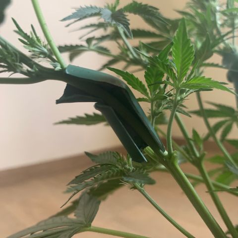 Buzz Lightyear growlog timeline photo