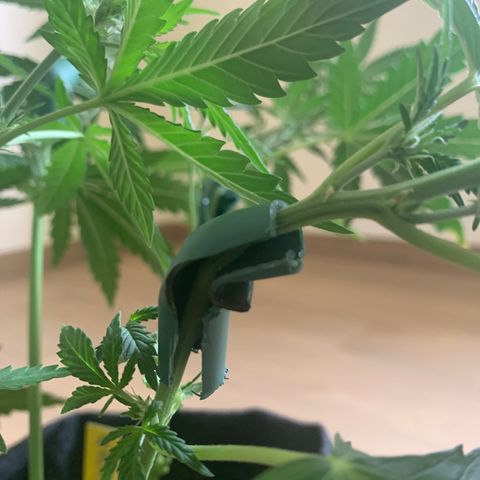 Buzz Lightyear growlog timeline photo