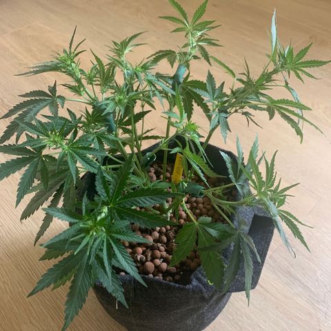 Buzz Lightyear growlog timeline photo