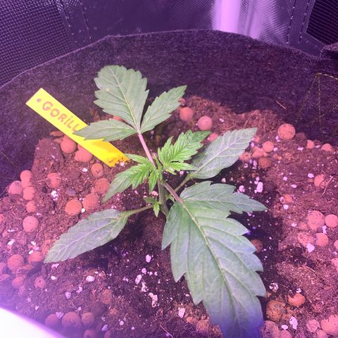 Royal Harambe growlog timeline photo