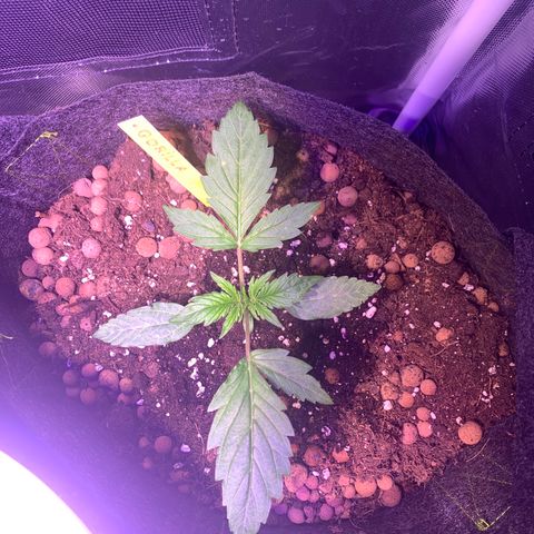 Royal Harambe growlog timeline photo