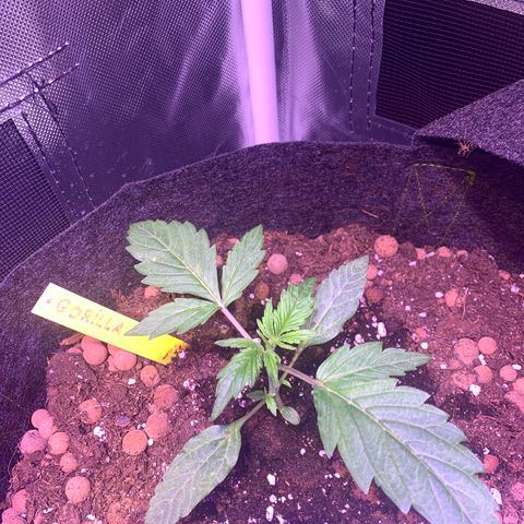 Royal Harambe growlog timeline photo
