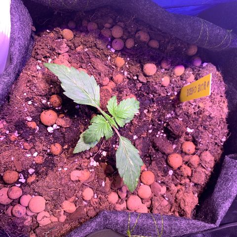 Rockford  growlog timeline photo