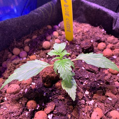 Rockford  growlog timeline photo