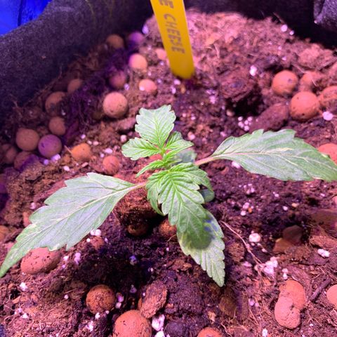 Rockford  growlog timeline photo