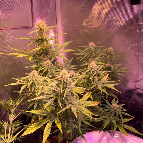 Cookie Crisp growlog timeline photo