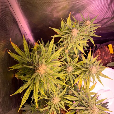 Cookie Crisp growlog timeline photo