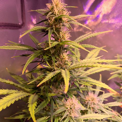 Cookie Crisp growlog timeline photo
