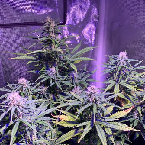 Cookie Crisp growlog timeline photo